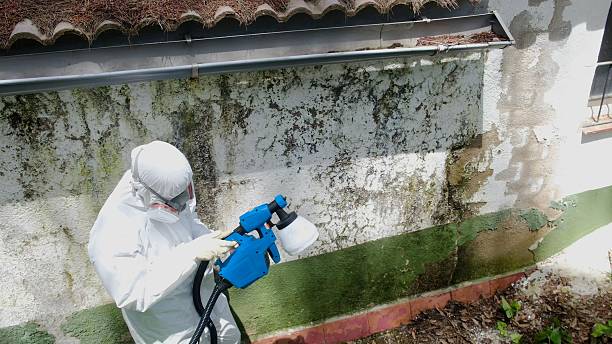 Trusted Mold Inspection service in Wilmette, IL - Cheap Mold Removal